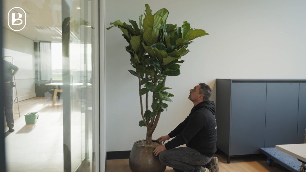 Medewerker van Binnenbeplanting wordt gefilmd terwijl hij een grote kantoorplant plaatst.